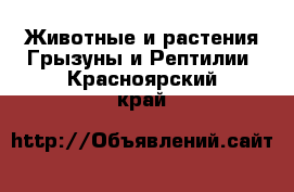 Животные и растения Грызуны и Рептилии. Красноярский край